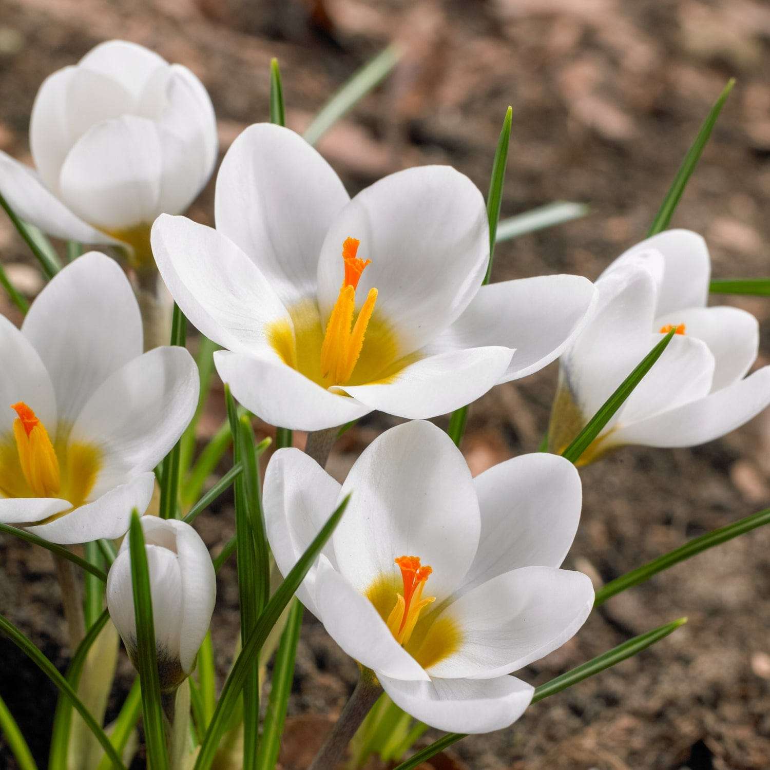 Crocus 'Ard Schenk'